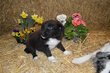 Magnifiques Border Collie