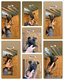 Berger malinois charbonner disponible