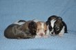 Bb chihuahuas