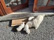Magnifiques chiots bichon maltais ns en famille