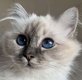 Jolie femelle bleu tabby [cherche] sa famille...
