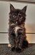 Magnifiques chatons Maine coon