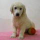 Golden Retirever - Splendides chiots
