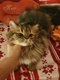 Manifique  chaton persan  avec pdigre