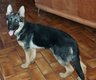 Chiots berger allemand  de 5 mois