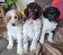 Magnifique chiot grand caniche