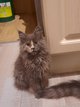 Femelle maine coon