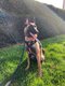 MalinoisX berger allemand