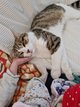 Chatons scottish straight