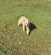 Belle femelle bouvier des Ardennes beige calme