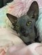 Magnifique chatons Sphynx