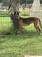 Femelle berger malinois dresse 4 ans  donner...