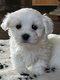 Bichon Maltais