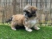 Lhasa apso