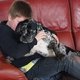 Chiots croiser bouledogue franais ( 7 mois)