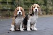 Beagle chiots . Elevage 100 % Belge