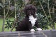 Lagotto Romagnolo chiots, chien d'eau Romagnol,...