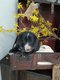 A rserv 2 femelle chiots border collie/berger...