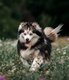 Pomsky femelle