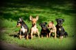 Chiots Pinscher