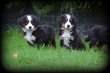 Chiots Bouvier Bernois