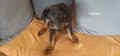 Chiots Beauceron