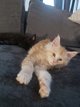 Magnifique Maine coon.