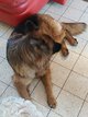 A donner Berger allemand femelle poil long