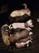Chiots chinois  crte et houpette
