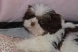 Chiots Shih Tzu