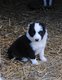 Border collie bleu merle 1 femelle