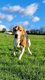 Femelle beagle