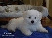 Magnifiques Bichons Maltais. Petits gabarits. A...