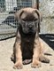 Cane corso 1 femelle 4 mles