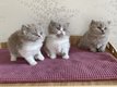 Magnifiques chatons British Longhair