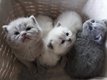 Chatons british shorthair
