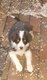 Chiots Border collie