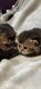 Superbe chatons  british longhaire et shorthair