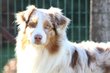Berger australien mle merle