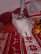 Manifique chaton persan bleu silver shaded avec...