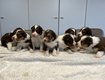 Border Collie Tricolor chiots