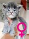 Main coon XL 6 chatons