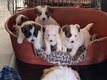 Ruw en draadharige Jack Russell pups