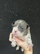 Magnifique femelle bouledogue franais