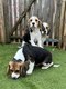 Chiots Beagle (parents présents)