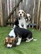 Chiots Beagle (parents prsents)