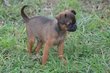 Chiot mle petit brabanon marron avec pdigre