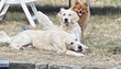 Golden retriver mal saillie