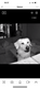 Golden retriver mal saillie
