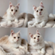 Maine Coon - pedigree - très joli chatons
